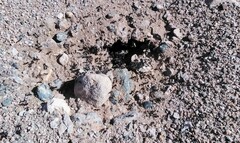 Veromessor pergandei