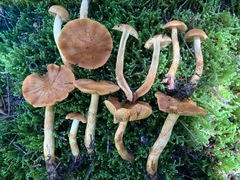 Aureonarius limonius