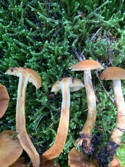 Aureonarius limonius