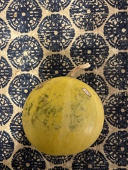 Cucurbita foetidissima