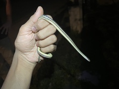 Thamnophis proximus rubrilineatus