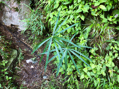 Arisaema consanguineum