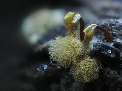 Hemitrichia
