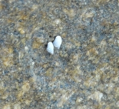 Echinolittorina modesta