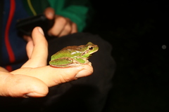 Hyla meridionalis