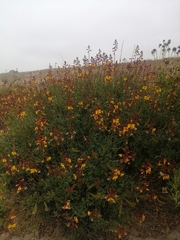 Erythrostemon angulatus