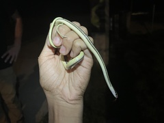 Thamnophis proximus rubrilineatus