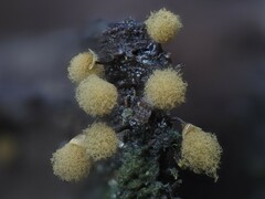 Hemitrichia