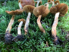 Aureonarius limonius