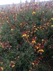 Erythrostemon angulatus