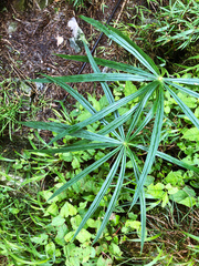 Arisaema consanguineum