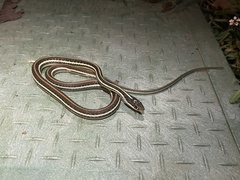 Thamnophis proximus rubrilineatus