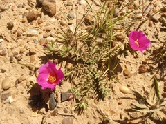 Portulaca gilliesii