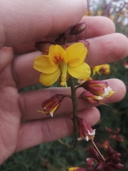 Erythrostemon angulatus