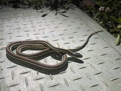 Thamnophis proximus rubrilineatus