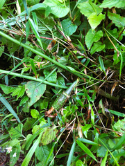 Arisaema consanguineum
