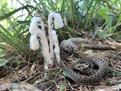 Thamnophis sumichrasti