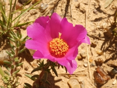 Portulaca gilliesii