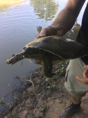 Apalone spinifera pallida