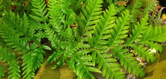 Pteris carsei