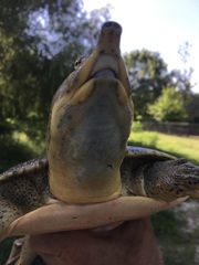 Apalone spinifera pallida