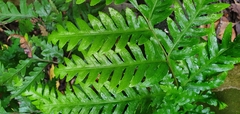 Pteris carsei