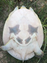 Apalone spinifera pallida