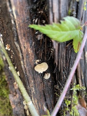 Crepidotus mollis