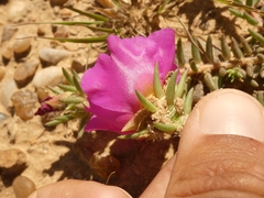 Portulaca gilliesii