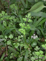 Oenanthe javanica