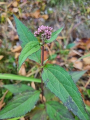 Eupatorium japonicum