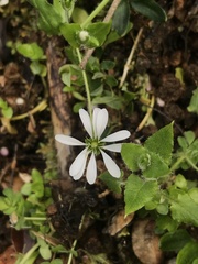 Stellaria chilensis
