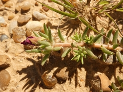 Portulaca gilliesii