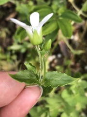 Stellaria chilensis