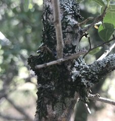 Hyperphyscia adglutinata