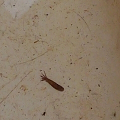 Temnocephalidae