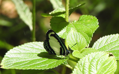 Psychonotis caelius