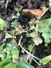 Stellaria chilensis