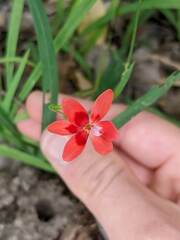 Freesia laxa