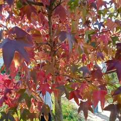 Liquidambar