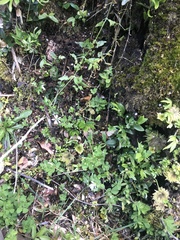 Stellaria chilensis