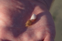 Bulla occidentalis