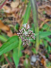 Eupatorium japonicum