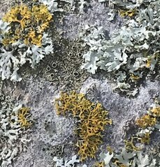 Xanthomendoza weberi