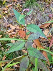 Eupatorium japonicum