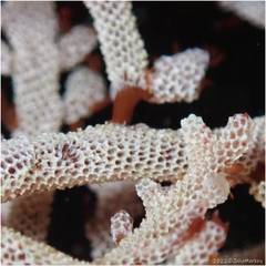 Jellyella tuberculata