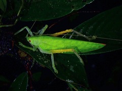 Phyllomimus unicolor