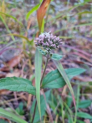 Eupatorium japonicum