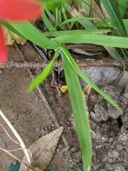Freesia laxa