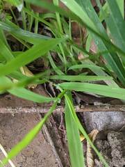 Freesia laxa